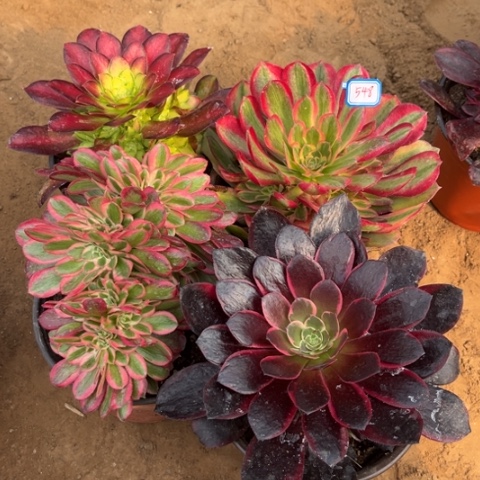 548多肉植物组合