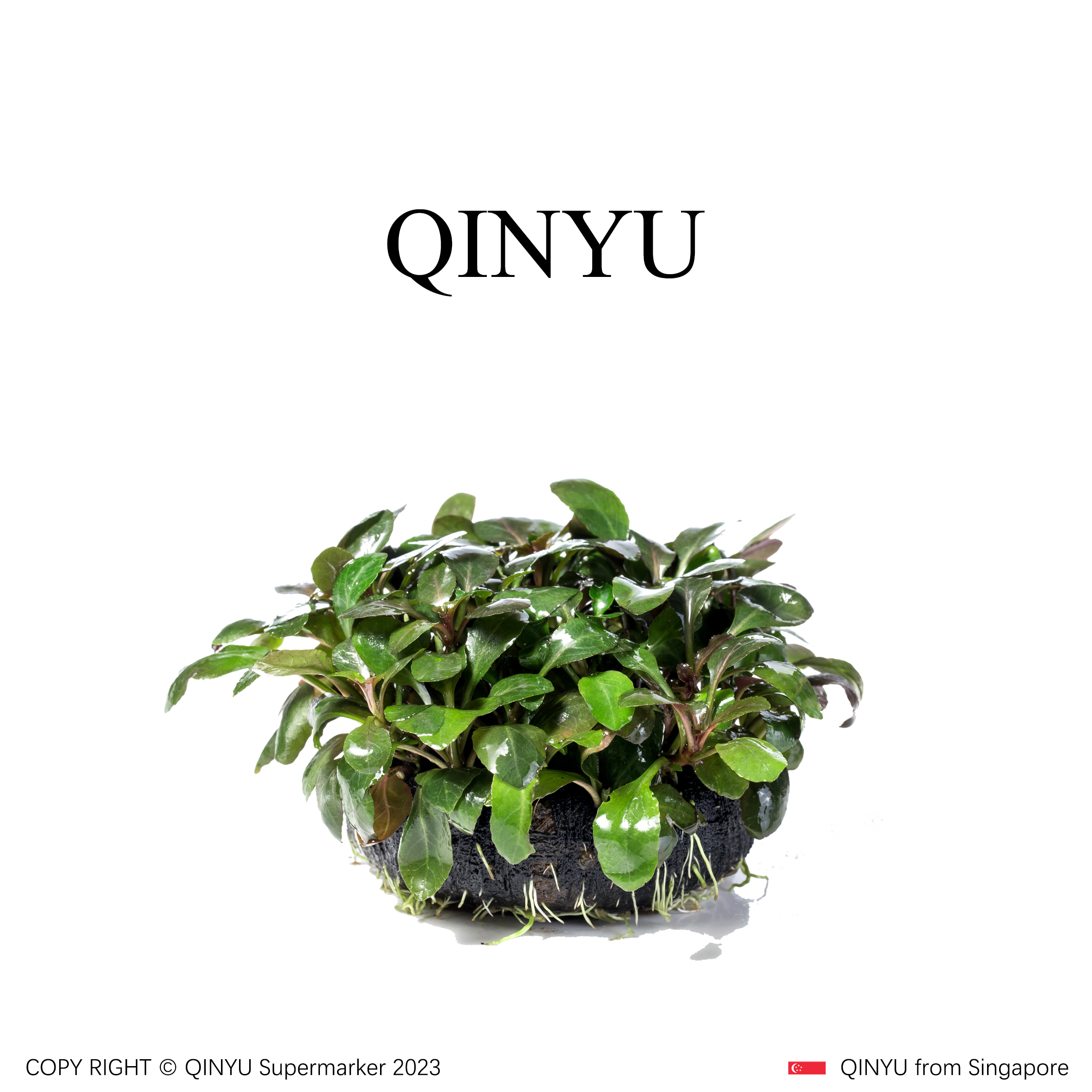 【年中大促】罗贝利坨草 新手懒人水草 无需底沙入缸成景