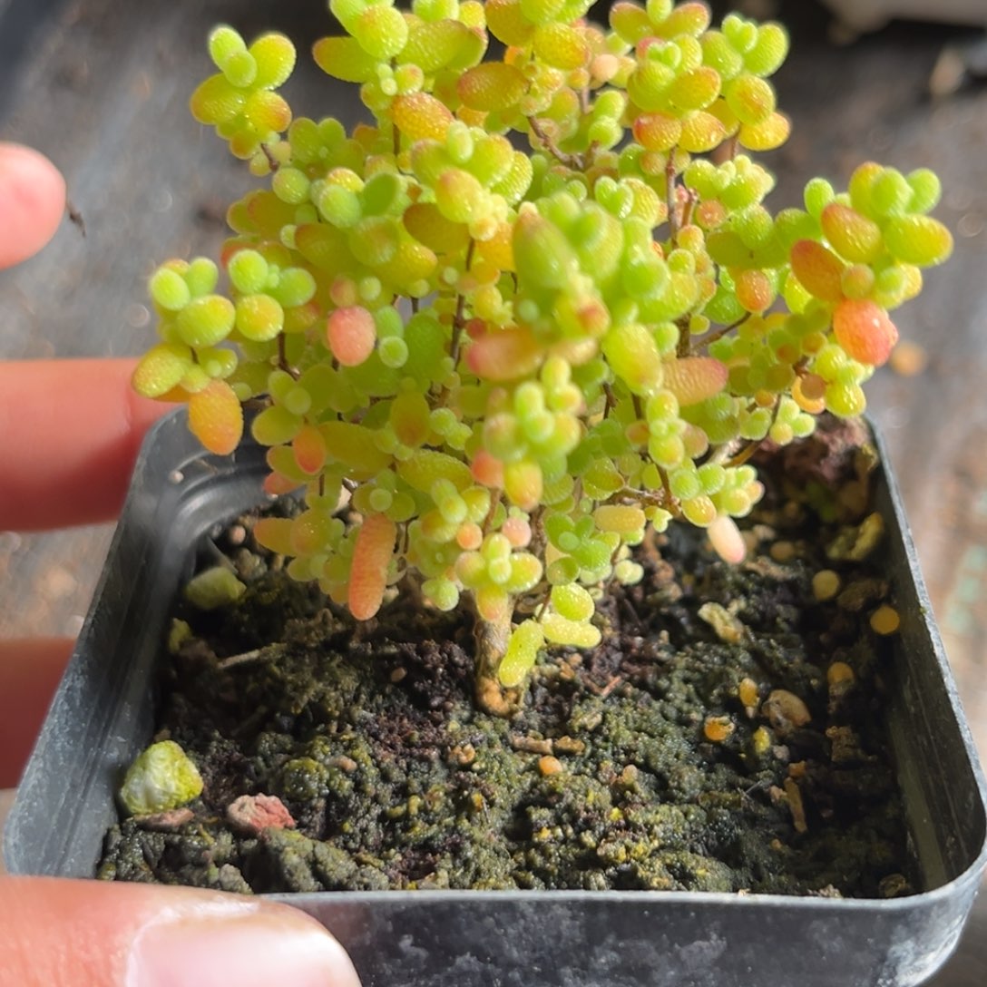 蜜桔糖球。            