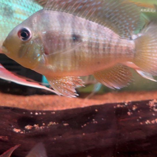 所****慈鲷鱼9-10七彩和尚1只