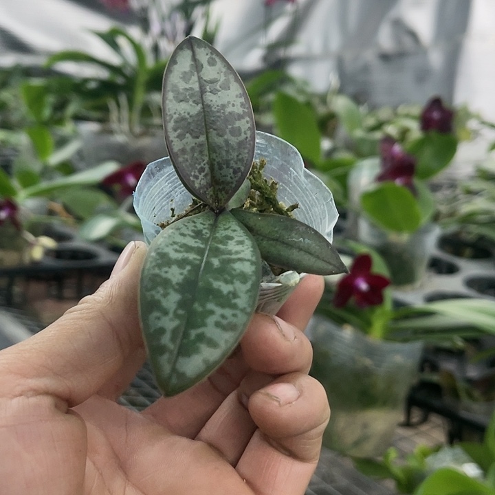 当前无花栽培后可以开花西雷利1.7