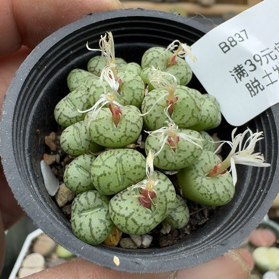 837多肉哈哈哈哈哈哈哈哈