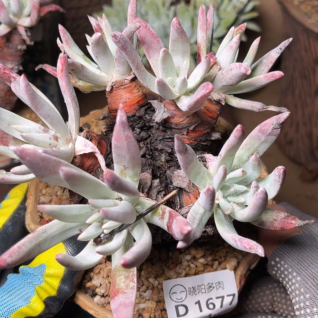 1677海瑟仙女多肉