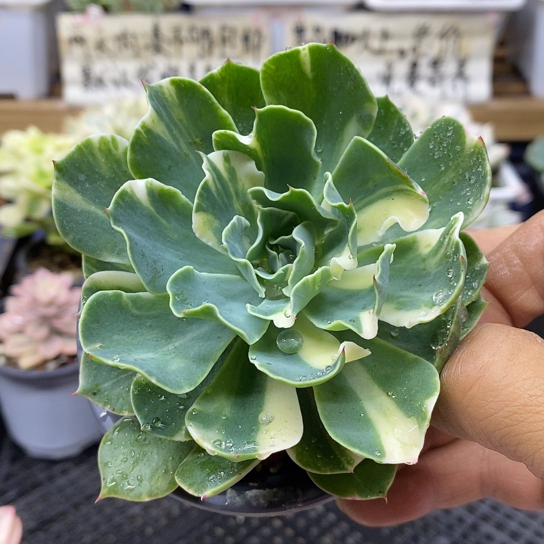 0924 海啸花脸锦