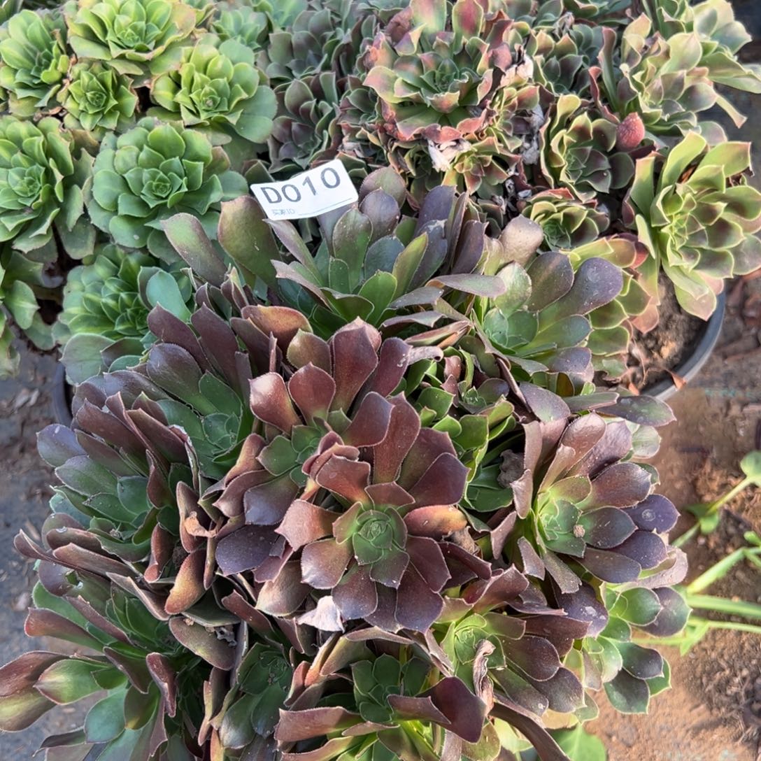 010三颗组合多肉植物