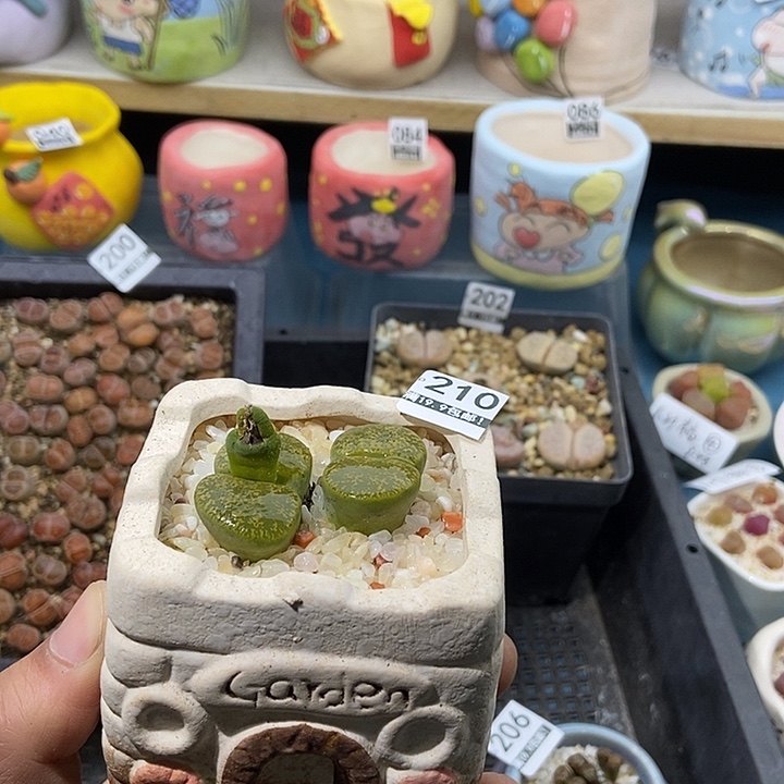 210大舅生石花肉锥