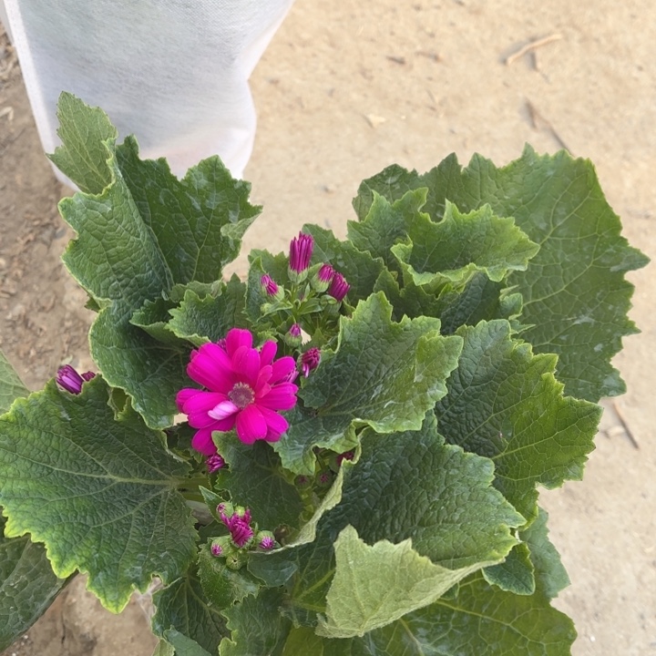 全部花苞瓜叶菊2盆 2色不指定颜色