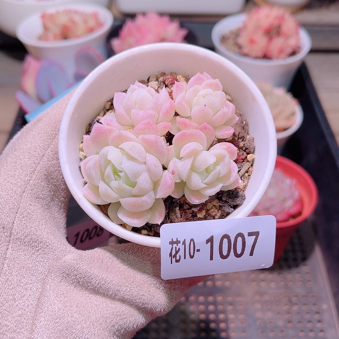 花利美10-1007白月影