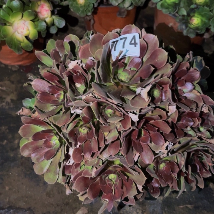 774邵修七彩多肉植物不售后