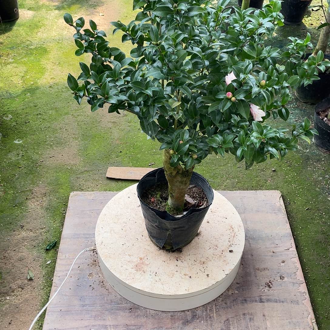 完全开放朝仓茶梅111
