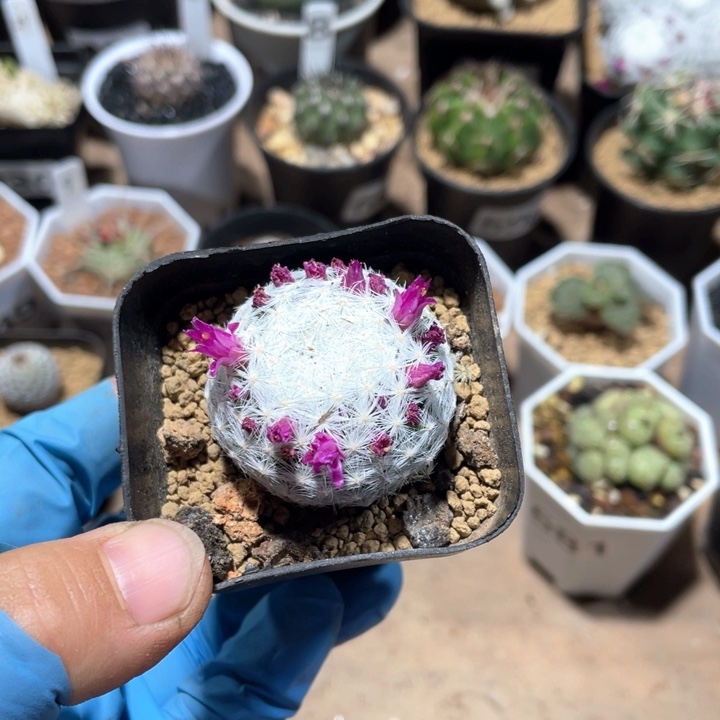 947大春心仙人球