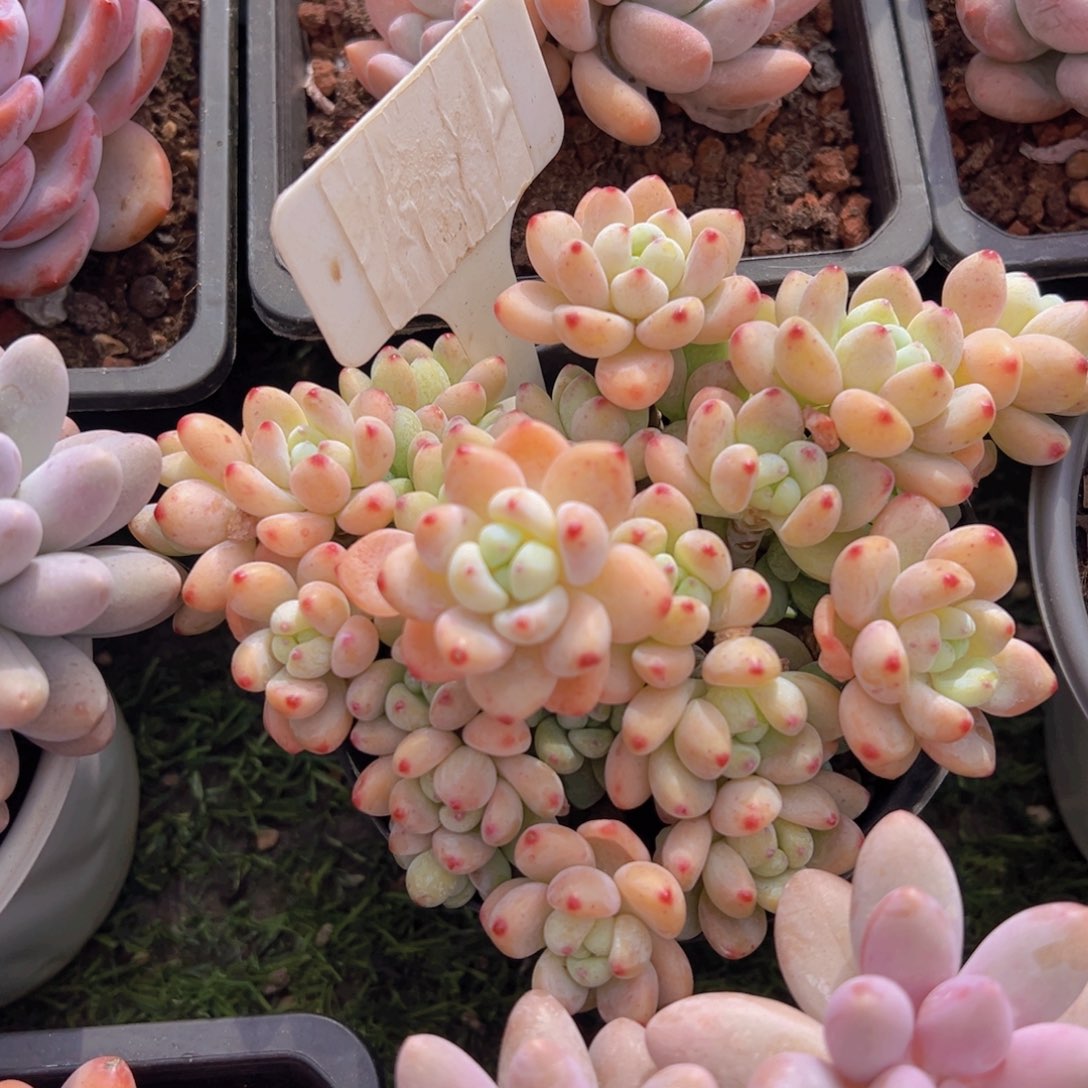 香玉的故事是一个人的