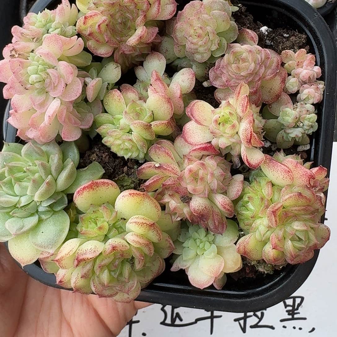 杂交新品珍妮多肉617