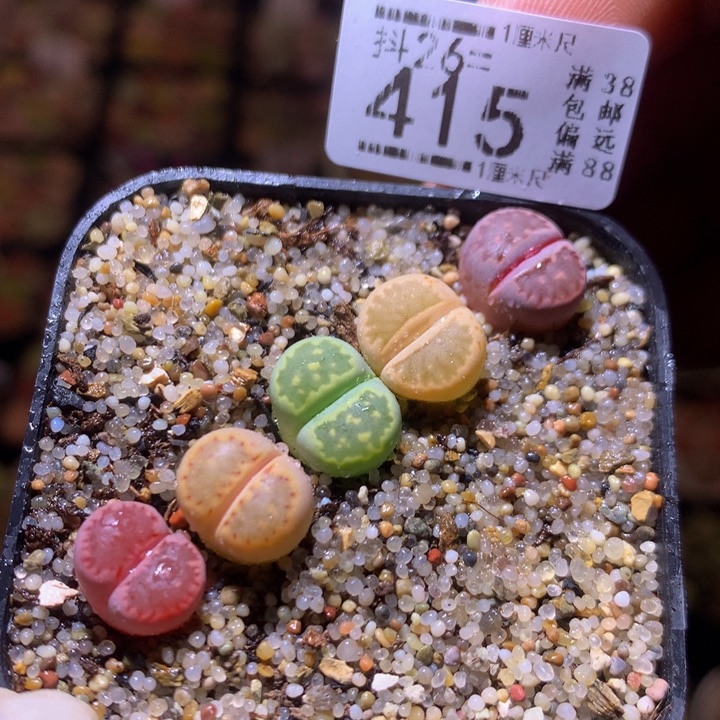 精品生石花26.415