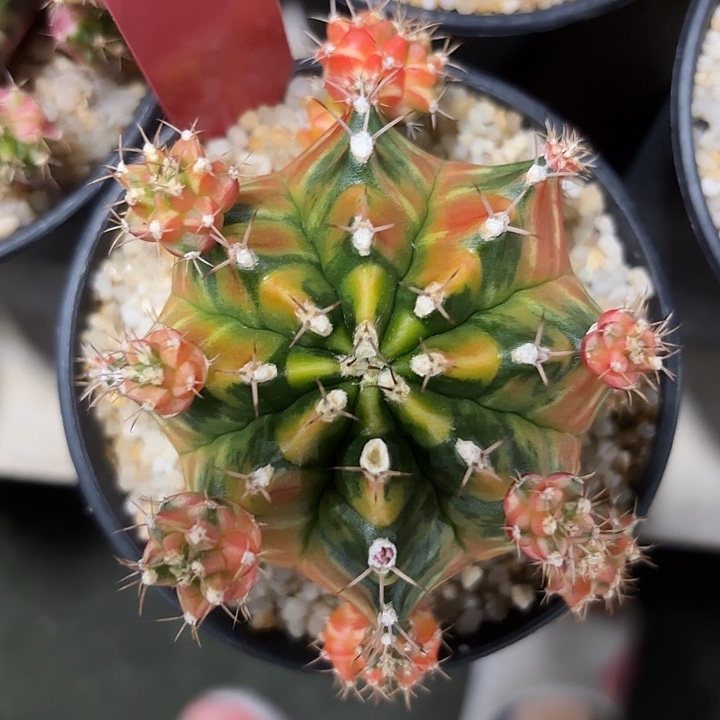 670-0616泰国发货