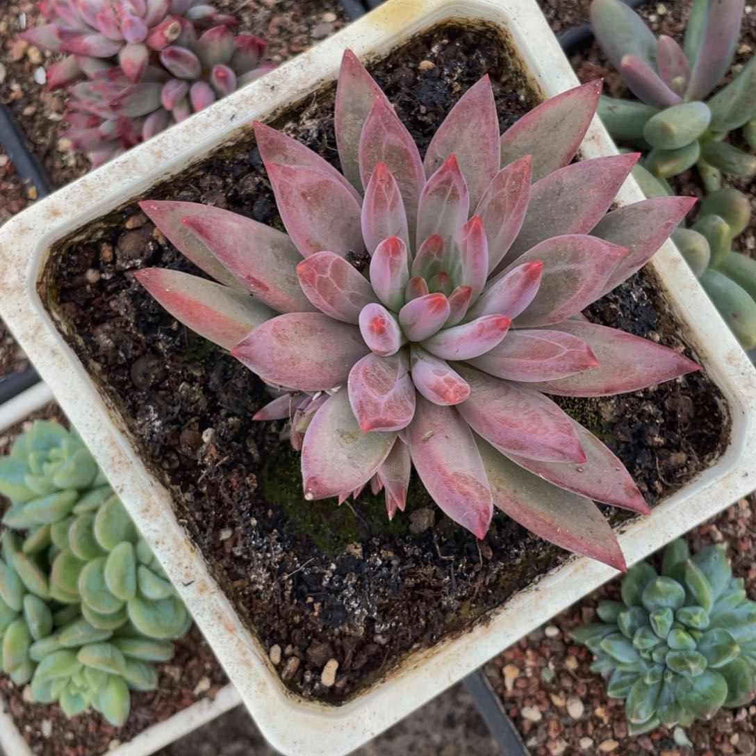 无花朵虞美人手捧
