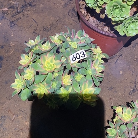 多肉植物法师603艳日辉