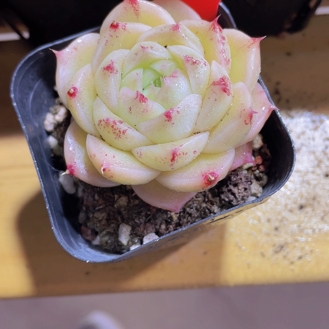 380号 睫毛冰透麦秆单头