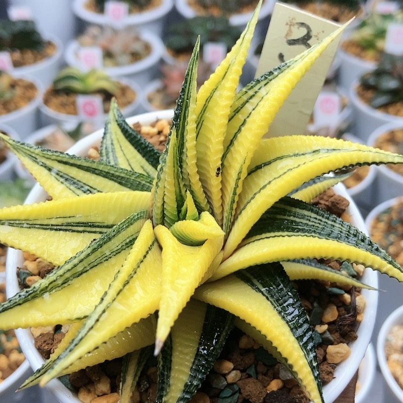 【闪购商品】琉璃3