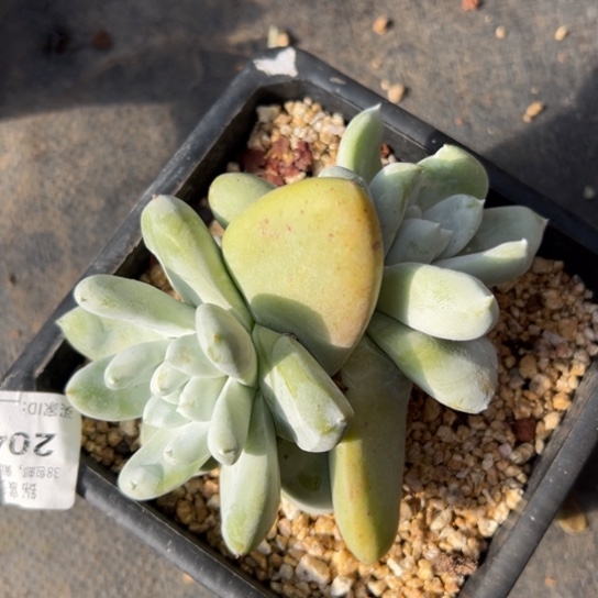 相*谢谢宝～一物一拍7427