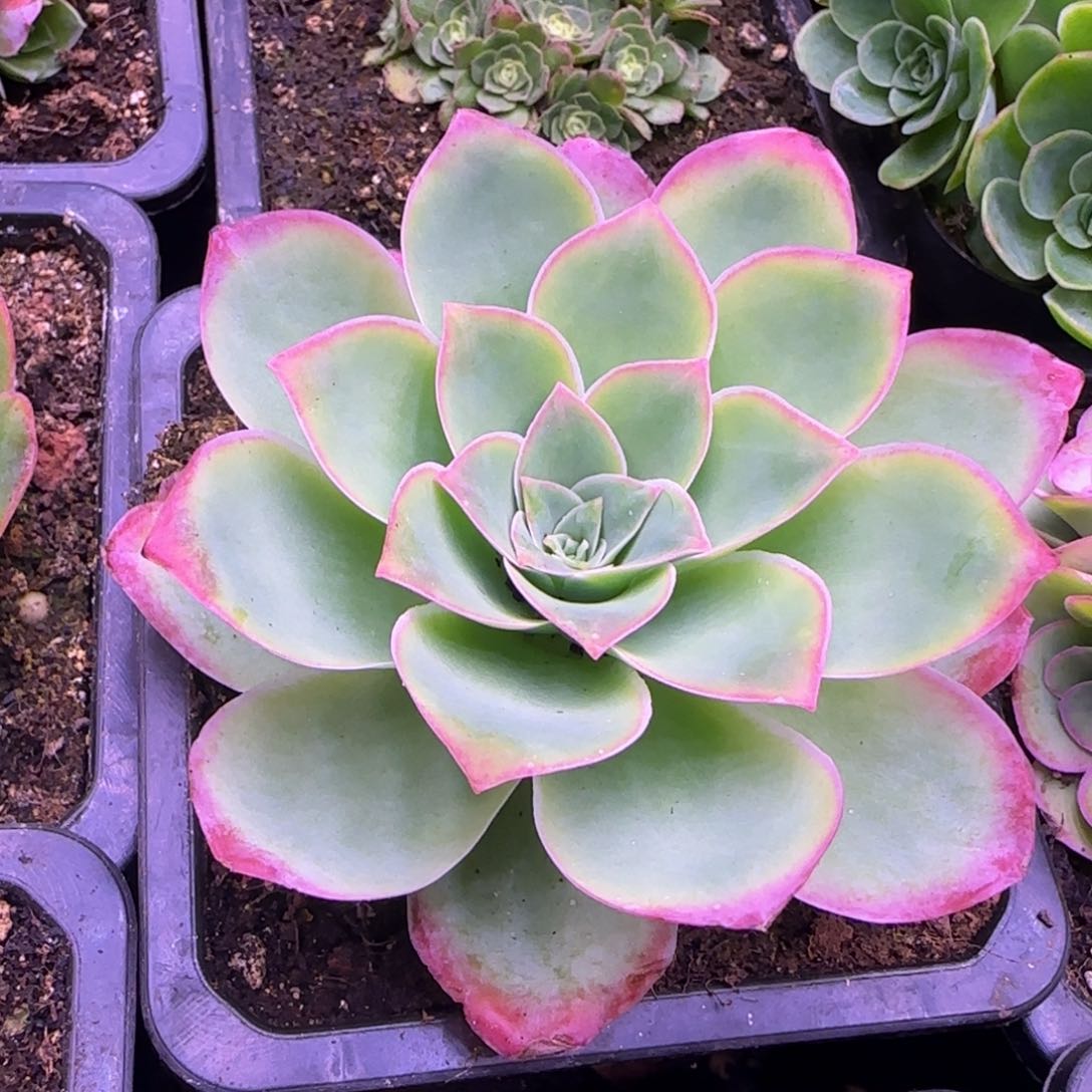 单头9厘米玫瑰1424346464