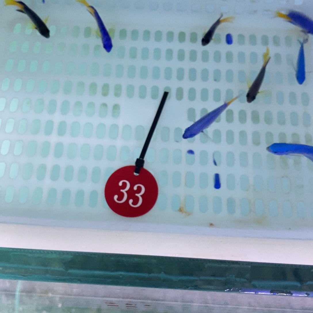 海水鱼四条金肚蓝➕两条黄尾蓝➕纯蓝魔