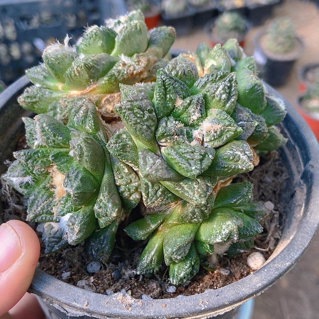 无花朵福利自根辛顿牡丹群979