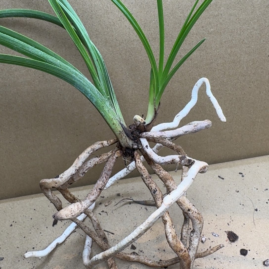 完全开放送希望送祝福送温暖