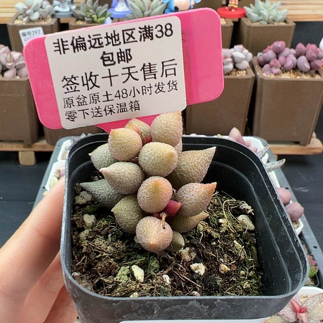 012小辣椒多肉植物