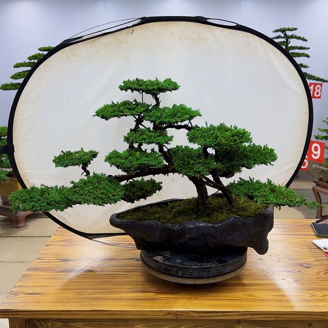 无花朵盆景直播间一物一拍