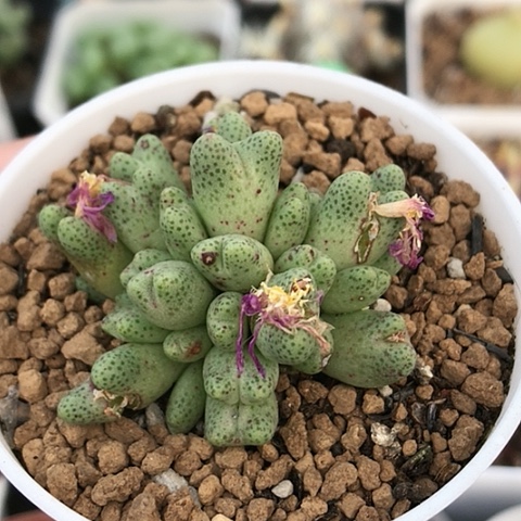 多肉肉锥 草莓斑马 28头