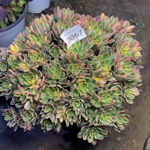 甜茶多肉植物3067