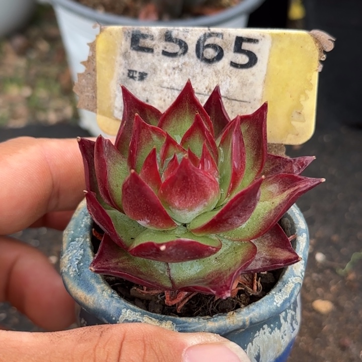 惊鸿一物一拍包装收缩花旱565