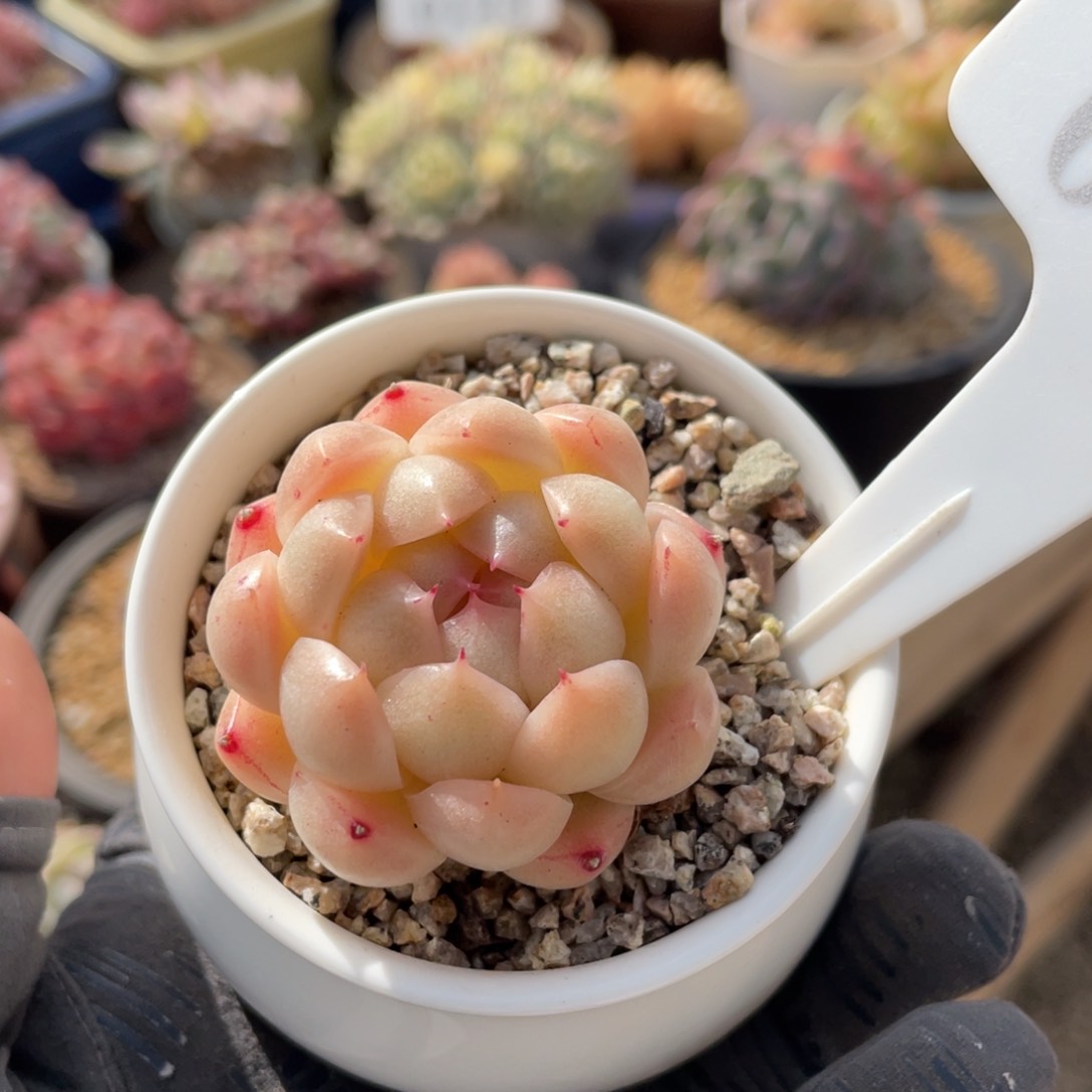 0040 麦秆4厘米 不带盆