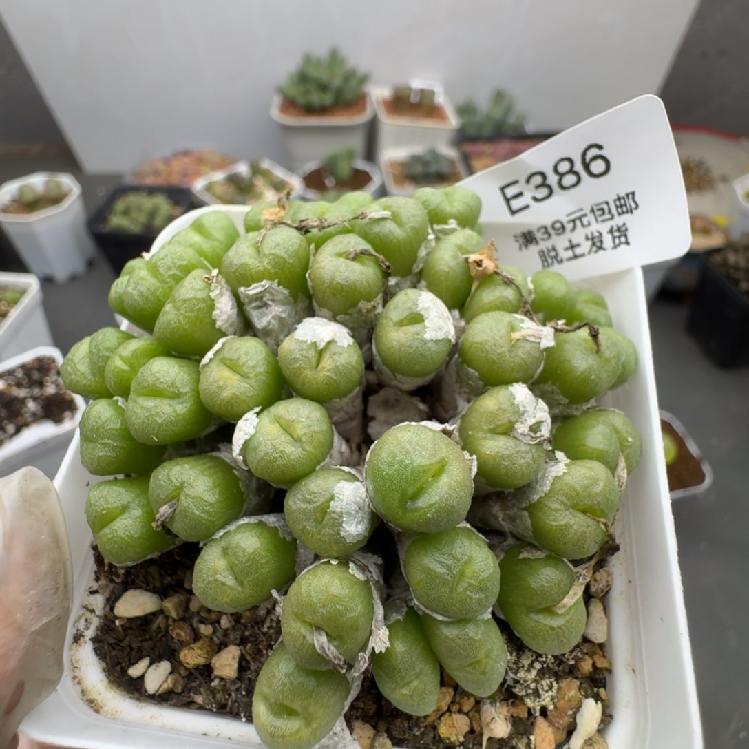 386多肉哈哈哈哈哈哈哈