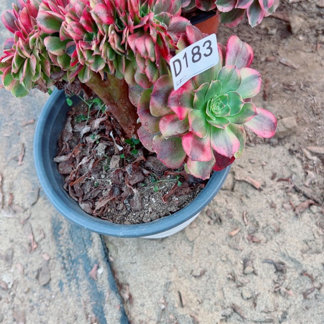 183雨荷缀化多肉植物法师