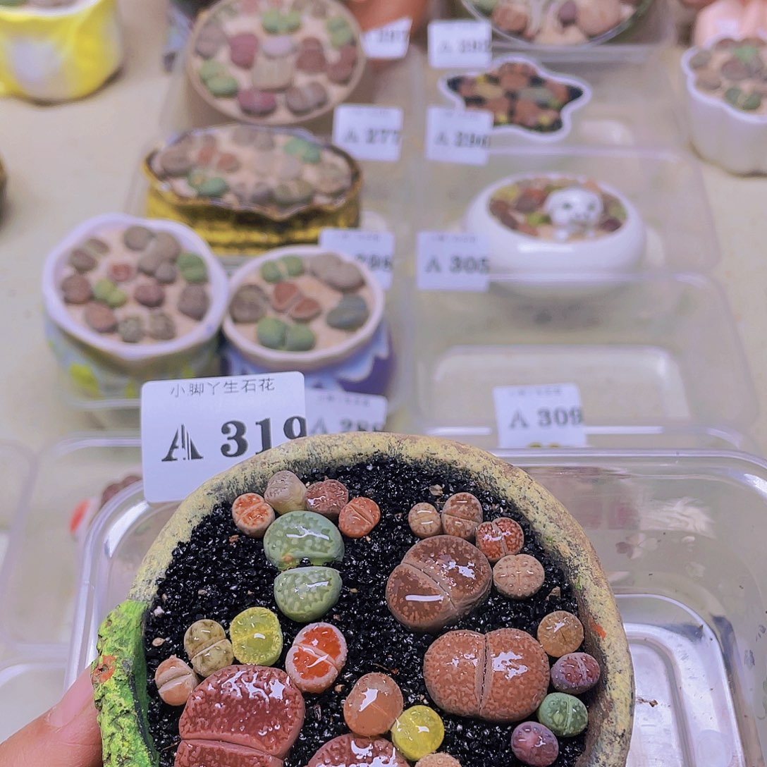 ，319…………开播了吗我也是看到了这个