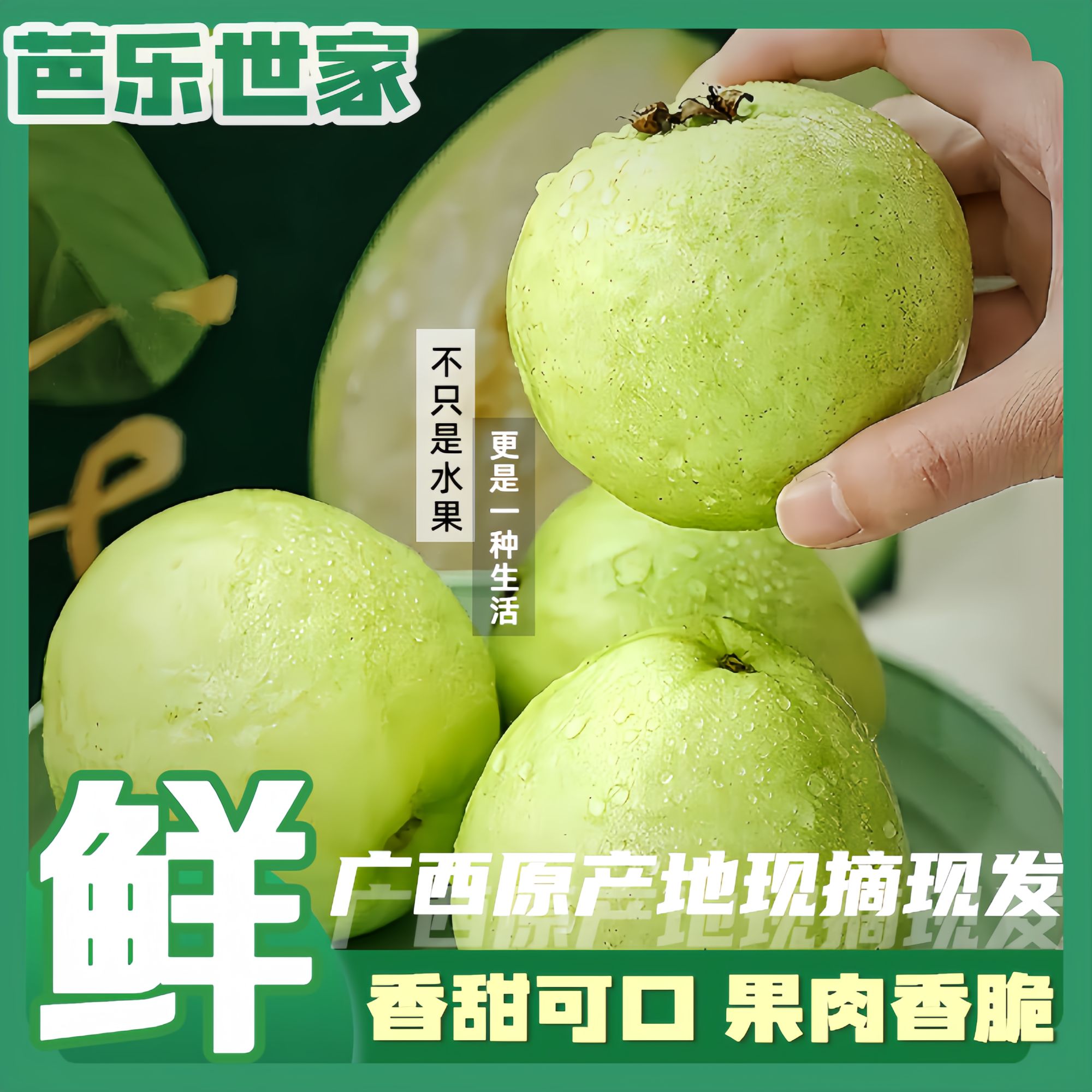 【香脆口感】广西产区直发当季白心番石榴脆甜水果芭乐3斤5斤番石榴