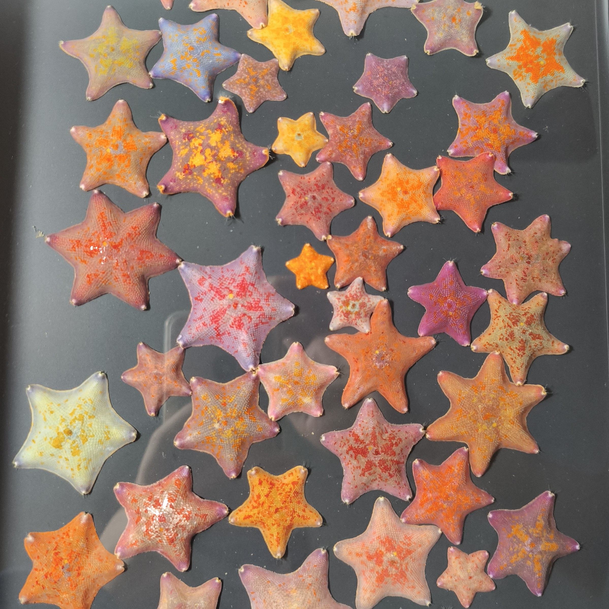 海星宠物批发鱼缸桌面海洋生物迷你观赏海燕动物翻砂饲养派大星