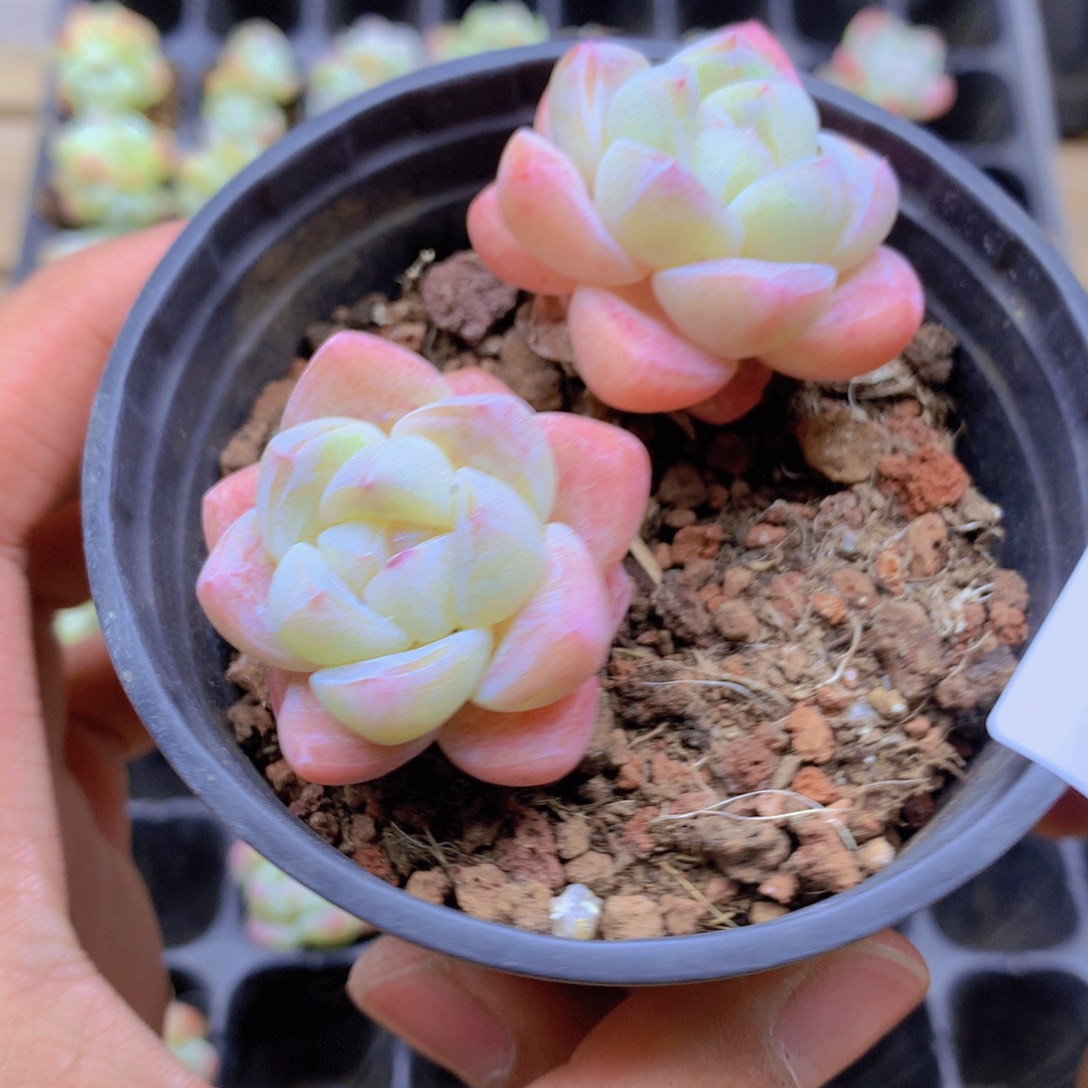 我要去看你了啊你032