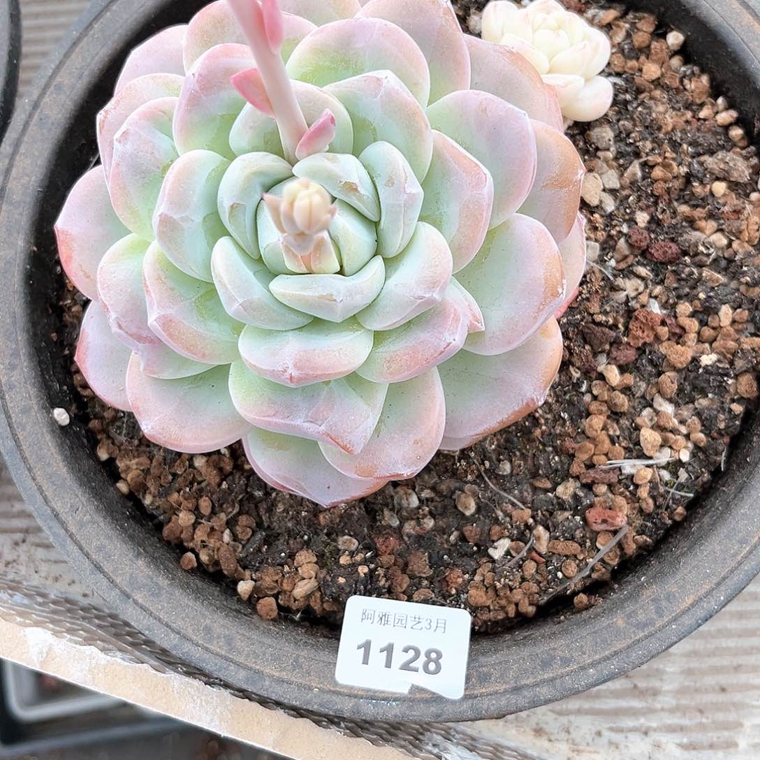 阿雅园艺。    1128