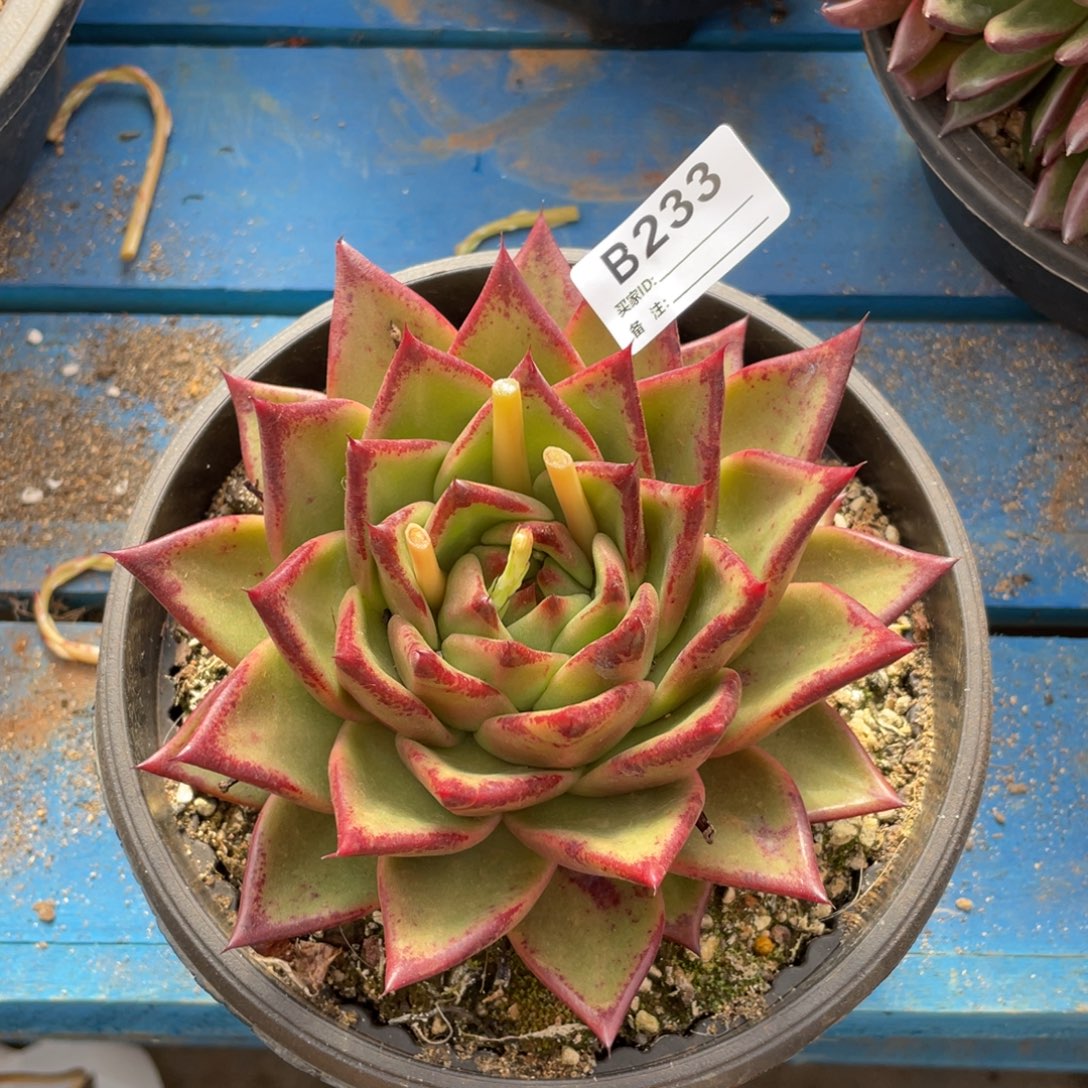无花朵若如东云单拍B233
