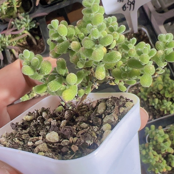 翡翠精品多肉植物