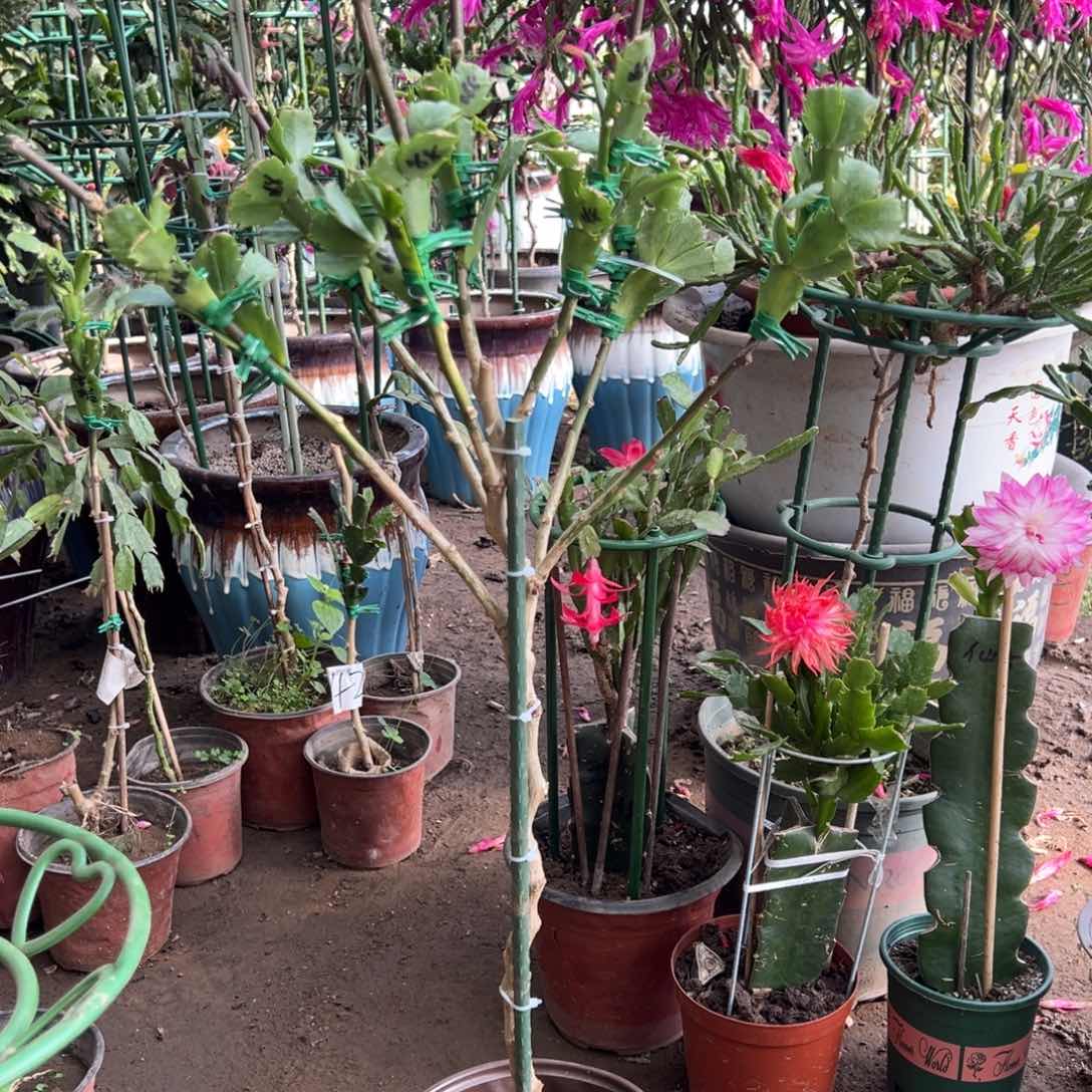 雷*雨寄养叶仙嫁接一层五个点红索带花架