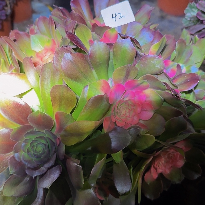 余***伴精品香妃捧花特价福利42