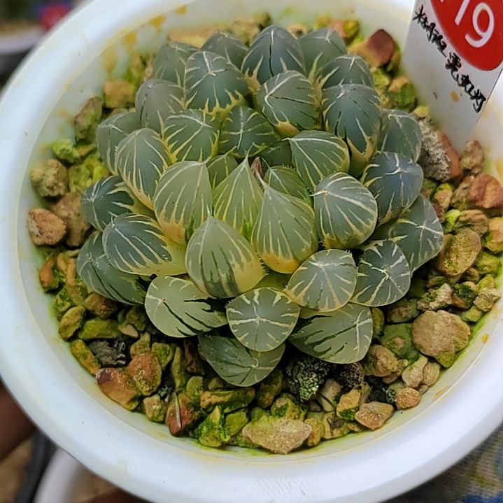 119非组霓虹灯糊斑6厘米左右一物一拍带盆土