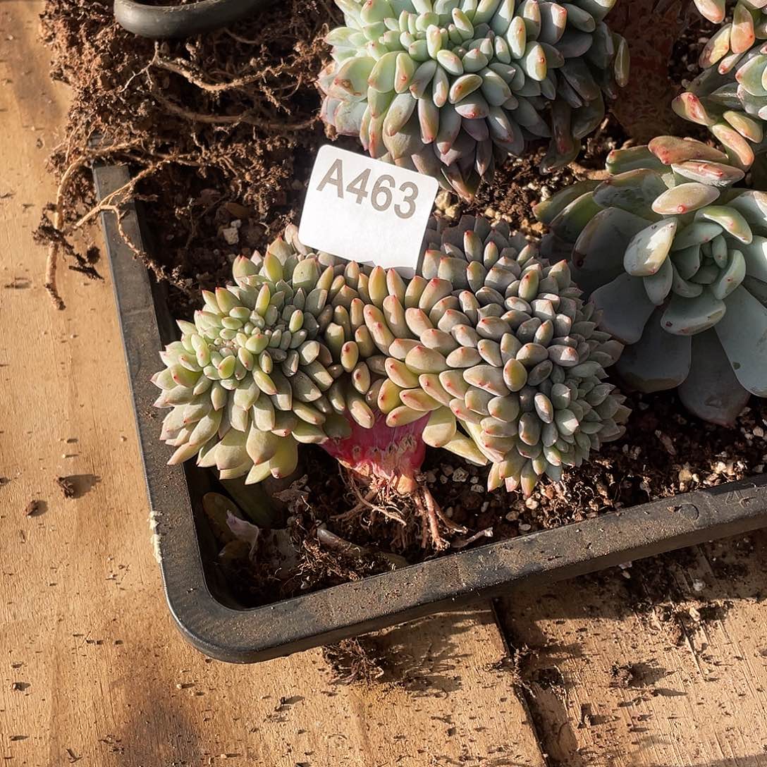 *****463多肉植物多肉植物