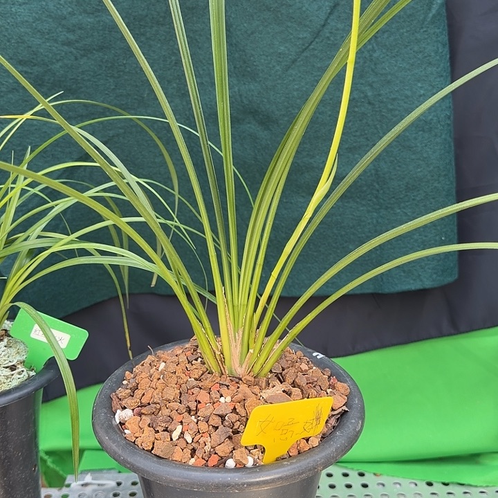 完全开放秋芝大雪素