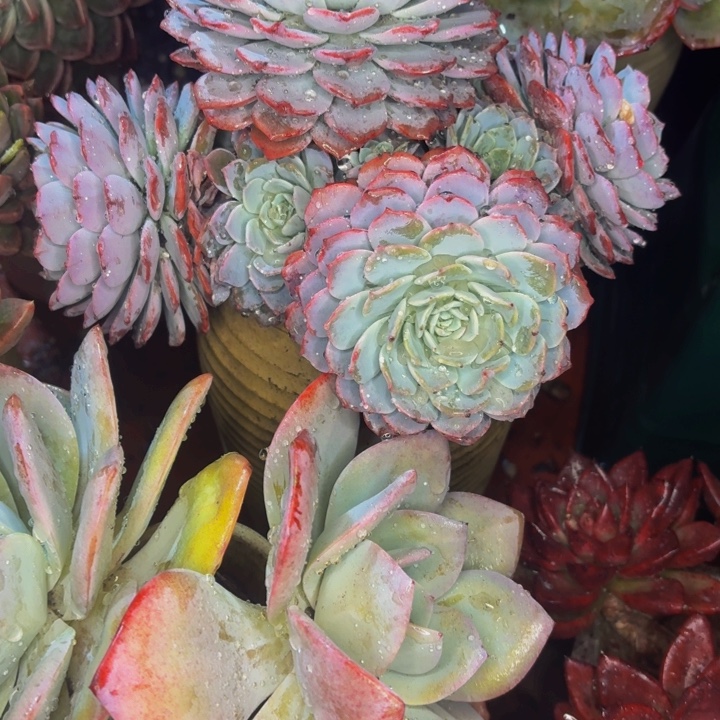 燕***子老桩精品肉肉海棠