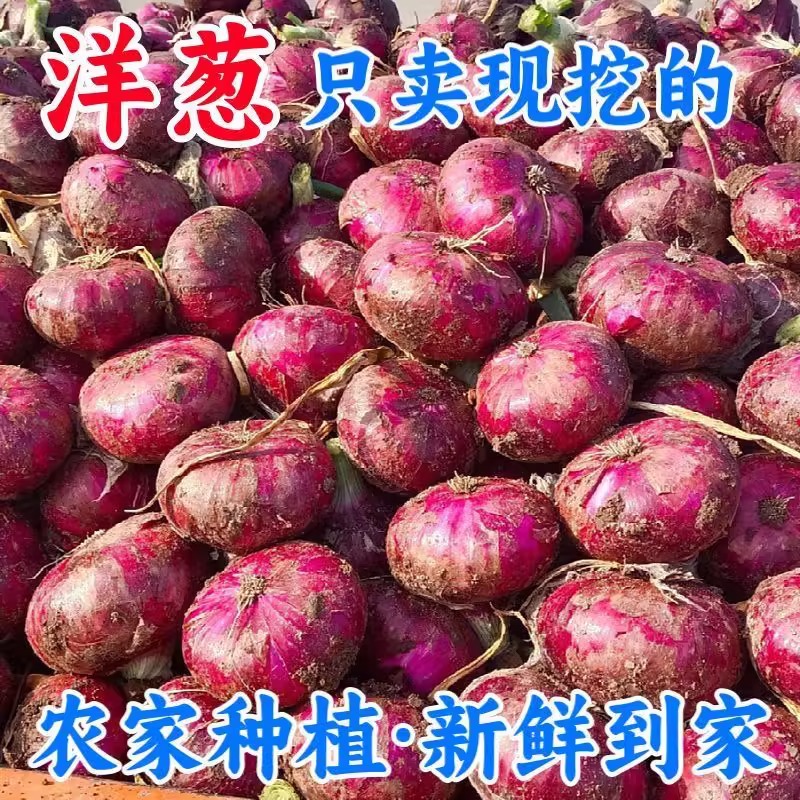 河南紫皮便宜洋葱圆葱葱头新鲜应季蔬菜农家【买五斤送五斤】